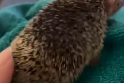 Move Over, Dancing Stars: This Hedgehog's Got the Moves! Watch the Cutest Dance Craze Sweeping the Internet