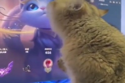 Paws For a Cartoon Break 📺🐱😹: Hilarious Cat Can't Get Enough of Animated Fun! Watch as Whiskered Critter Gets Caught in a Loop of Laughs