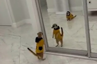 PET-iculous Antics: When Pets Take 'Hilarious' to a Whole New Level!