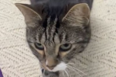 Red: The Cat with a Heart of Gold - A Tale of Resilience and Hope