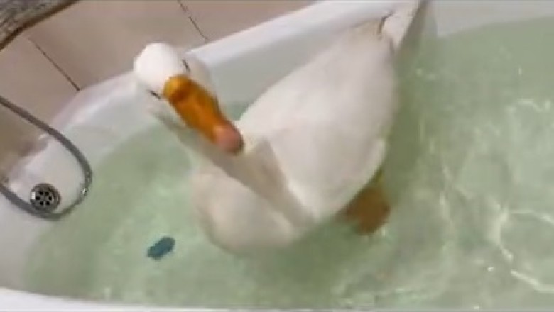 Sassy Spa Time: Goose Turns Bathing into a Hilarious Dance Party!