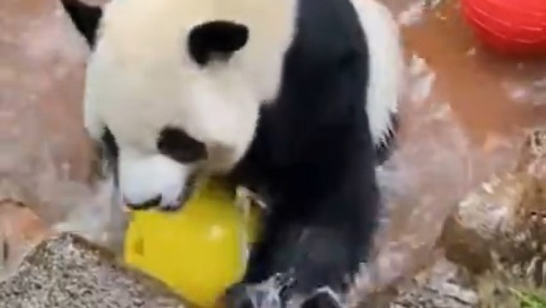 Splish Splash Panda Fun! Watch This Playful Panda's Baller Skills in Water!