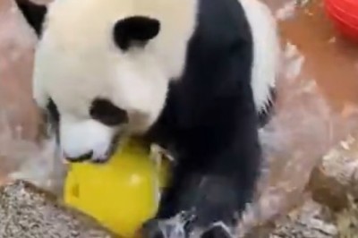 Splish Splash Panda Fun! Watch This Playful Panda's Baller Skills in Water!