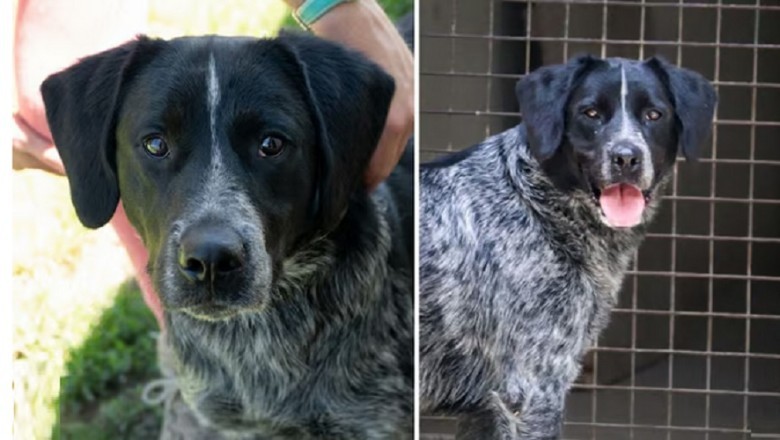 The Heart-Wrenching Journey of Bendy: A Dog's Tale of Longing and Resilience