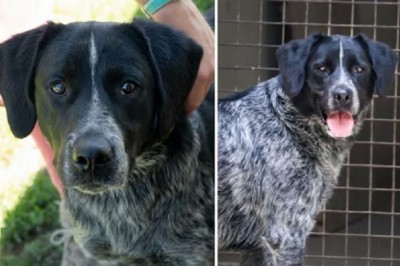 The Heart-Wrenching Journey of Bendy: A Dog's Tale of Longing and Resilience