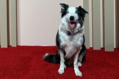 Unstoppable Rise of Messi: Border Collie Sensation Takes Hollywood by Storm