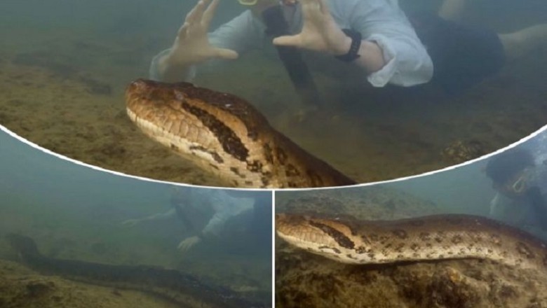 Unveiling the Colossal: World's Largest Snake Discovered in Amazon Rainforest
