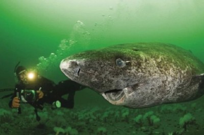 Unveiling the Ingenious Hunting Tactics and Intimate Mysteries of the Greenland Shark
