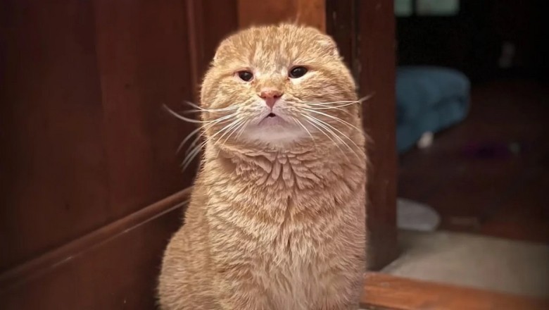 The Heartwarming Transformation of Gus: From Stray Cat to Beloved House Companion