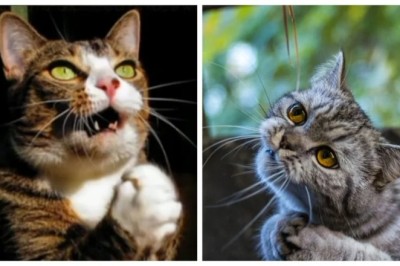 Unveiling the Secret Language of Feline Allure: 24 Ways Cats Master the Art of Persuasion