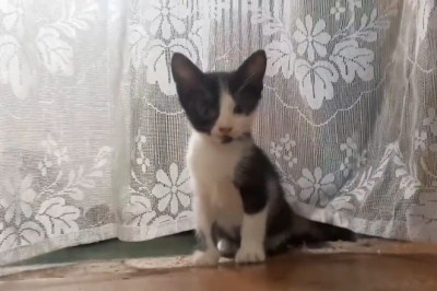 Cat-tastic Comedy: Hilarious Antics of the Loveliest Feline on the Block!