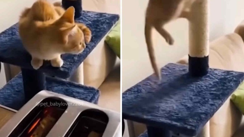 Cats vs. Toasters: Internet Laughs Out Loud at Feline Fright Fest!