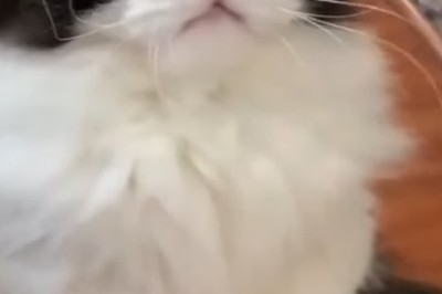 Dancing Whiskers: Viral Video of Hilarious Cat's Epic Moves Takes the Internet by Storm!