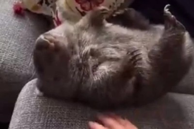 Discover the Unconventional Charm of Wombats: Man's New Best Friend?