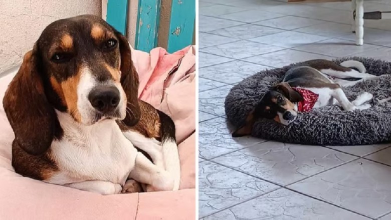 From Despair to Hope: Pink the Dog's Inspirational Journey to Find a Forever Home