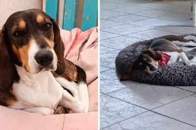 From Despair to Hope: Pink the Dog's Inspirational Journey to Find a Forever Home