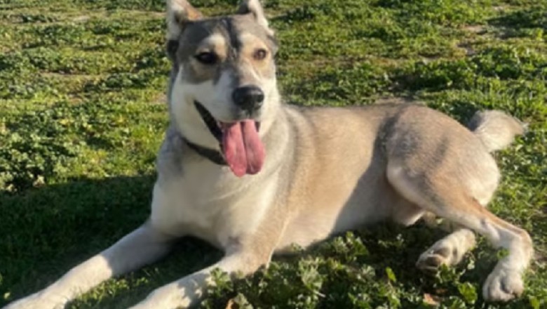 Heartwarming Journey: Rescued Dog Paco Seeks Forever Home After Life in Cage - Help Him Find Love!