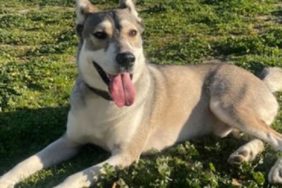 Heartwarming Journey: Rescued Dog Paco Seeks Forever Home After Life in Cage - Help Him Find Love!