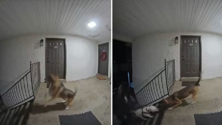 Heartwarming Reunion: Leia the German Shepherd's Unforgettable Encounter Goes Viral!