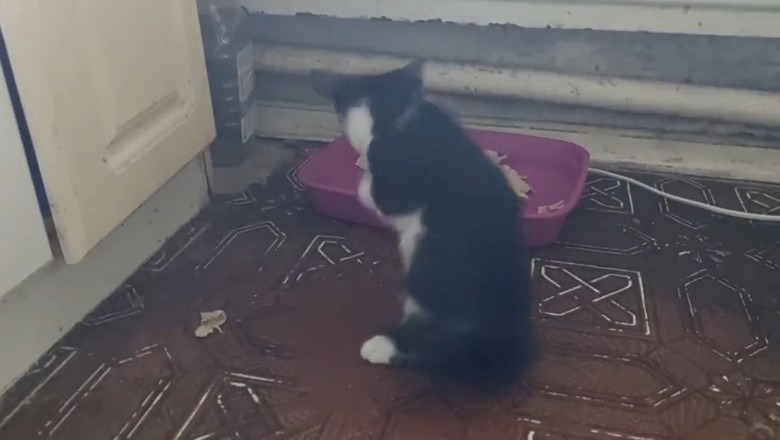 Hungry for Laughs: Cat vs. Food Battle of Hilarious Proportions!
