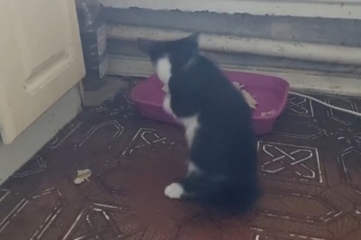 Hungry for Laughs: Cat vs. Food Battle of Hilarious Proportions!