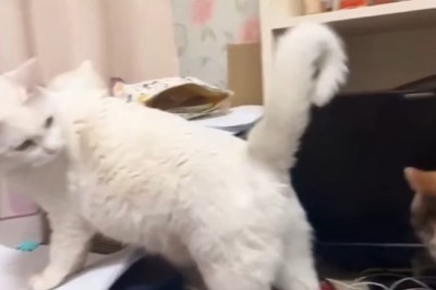 Laugh Out Loud with This Hilarious Compilation of a Silly Cat's Antics!