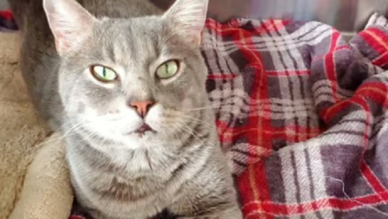 Meet Brock: The Chair-Stealing Cat with a Heart of Gold Ready for Adoption!