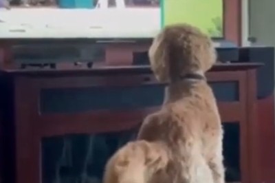 Mind-Blowing Fetch Skills: This Genius Pup's Ball-catching Game Is Next Level!