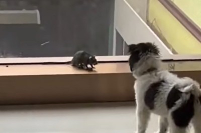 Mouse Vs. Dog Showdown: Hilarious Chase Caught on Camera Goes Viral