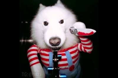 Paws for the Camera: Watch This Adorable Dog Nail the Art of Taking Selfies!