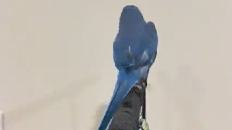 Poly-talent Parrot: The Hilarious Talking Bird That Will Blow Your Mind!