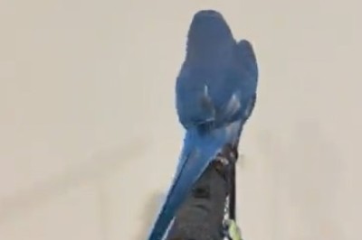 Poly-talent Parrot: The Hilarious Talking Bird That Will Blow Your Mind!