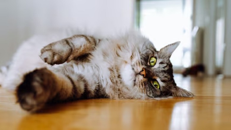 Tear-Jerking Reunion: Truck Driver Overjoyed as Lost Cat, Maya, Safely Returns Home