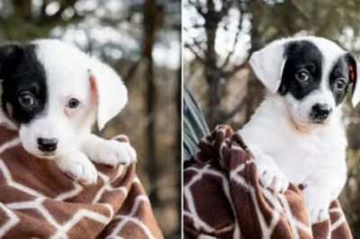 The Shocking Reason Why a Family Rejected a Tailless Puppy from a Shelter