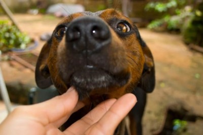 Unleash the Secrets: Mastering Dog Aggression & Reactivity for a Blissful Bond!