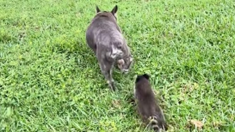 Unlikely Family: Bulldog Adopts Two Baby Raccoons in Heartwarming Video That Has Captivated 145K Fans!