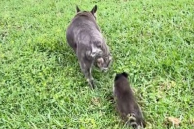 Unlikely Family: Bulldog Adopts Two Baby Raccoons in Heartwarming Video That Has Captivated 145K Fans!