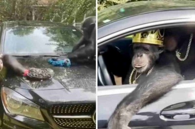 Viral Sensation: Monkeys Wash Mercedes-Benz, Take Fans on an Epic Joyride!