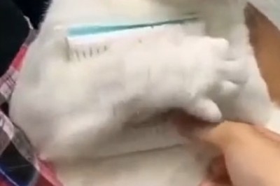 Watch This Hilarious Cat's Unexpected Obsession with Ear Cleaner!