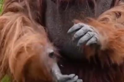Apesolutely Hilarious: The Comedy Kings of the Jungle - Funny Orangutans!