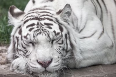 Caretaker's Unconventional Bonding with Ailing Tiger Brings Hope in Crisis