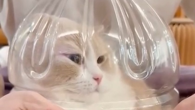 Cat-astrophe Avoided! Hilarious Trimming Tactics That Will Make You Purr with Laughter!