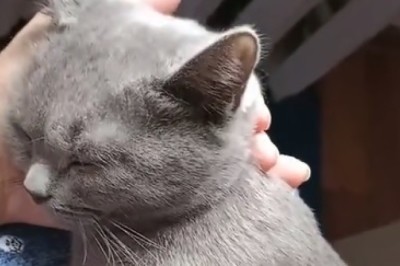 Cat-nap Shenanigans: Hilarious Antics of a Cat Desperate for Zzz's!