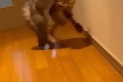Dancing Cat Strikes Again: Grooving like a Pro!