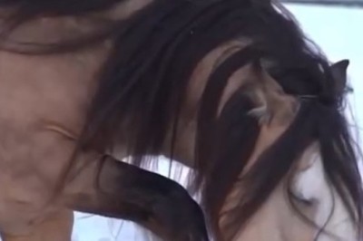 Neigh Bella! The Most Fabulous Horse in the Barnyard Struts its Stuff!