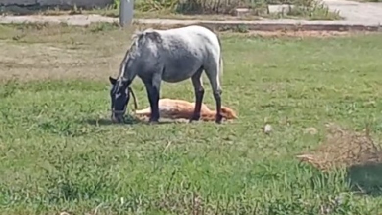 Neigh-some Twosome: A Hilarious Mother-Son Horse Duo!