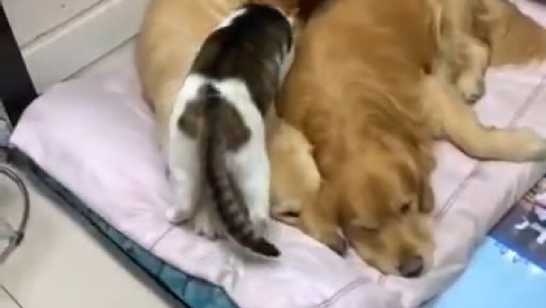 Pawlitics Unleashed: When Cats Crash the Dog Party!