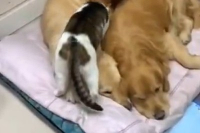 Pawlitics Unleashed: When Cats Crash the Dog Party!