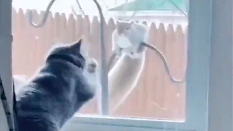 Paws-itively Hilarious! Watch Funny Pets Take Over the Internet in Paw-some Comedy Showdown!