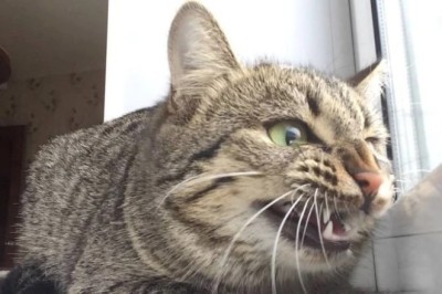 Pawsitively Hilarious: The Ultimate Compilation of Cats Being Comedy Kings!